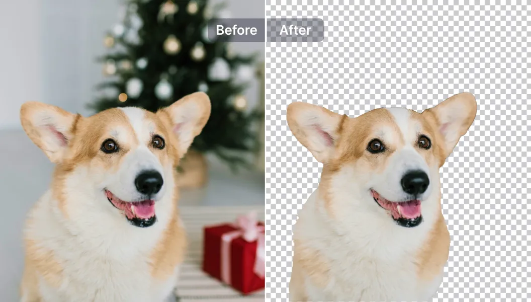 snap main feature